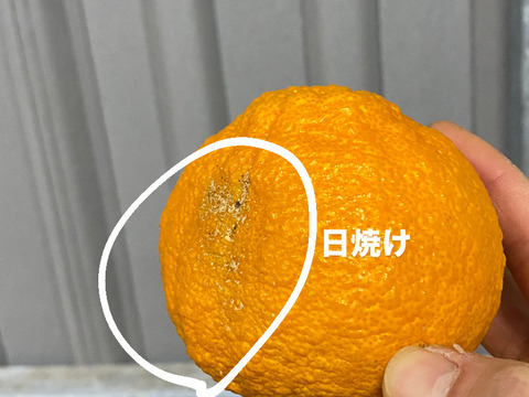 【大特価】加工用デコ　9キロ