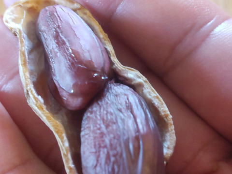 色付きゆで用落花生「はついろ」宅急便コンパクトいっぱい