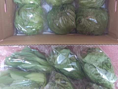 淡路島レタス、６玉