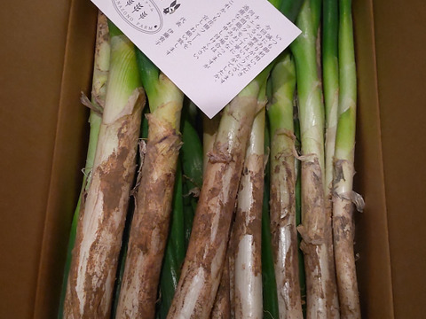 深谷ネギ！冬葱泥付お手頃4kg！御家庭用 サイズ色々：埼玉県産