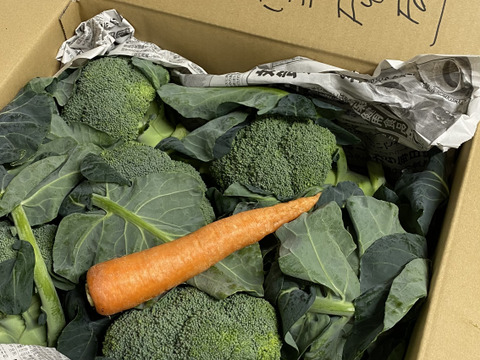 赤城の寒締めブロッコリー！６コ入り(約1.9kg）※化学農薬不使用