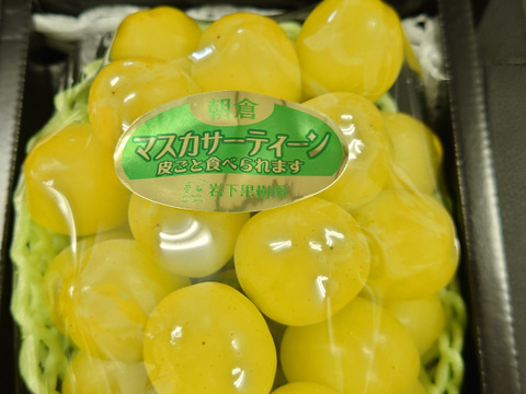 マスカサーティーン　贈答用化粧箱