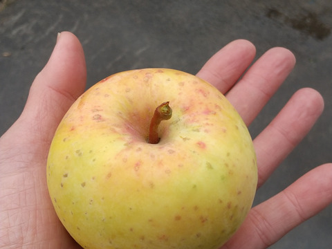 ＜限定出品＞小玉につき格安　星の金貨　約4.5キロパック