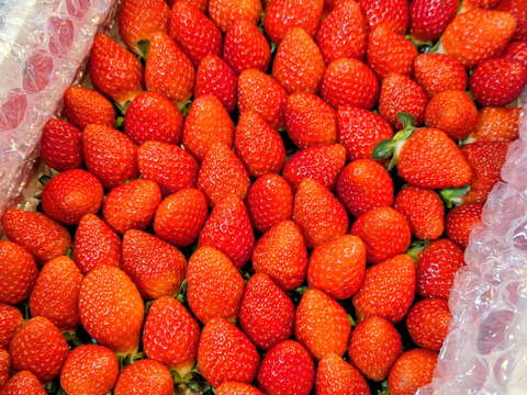 【新品種べにたま】小粒たっぷり１Kg ついに解禁🍓