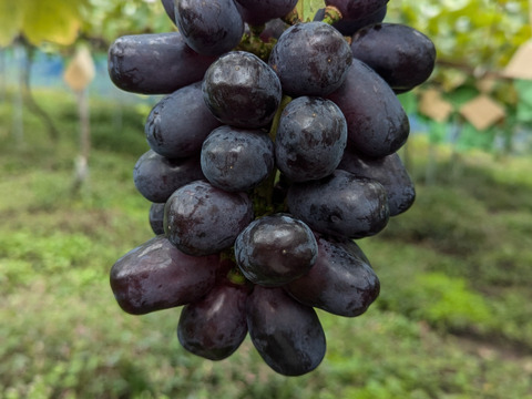 終了セール🍇ブラックシャインマスカット 【富士の輝】お試し2-3房