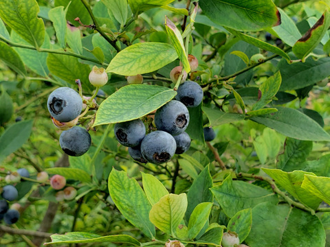 摘みたて　農薬不使用　千葉県産　生ブルーベリー　200g×2パック&B品100g×2袋　600gセット