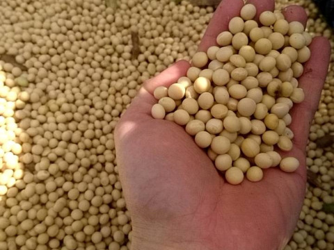 きてらのうまうま大豆-900g-農薬不使用-R7年産