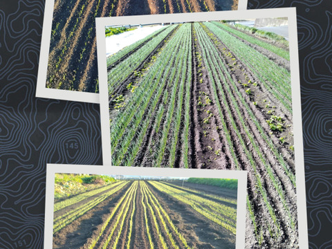 加熱でトロトロ！『ケル玉』L~２L　５キロ