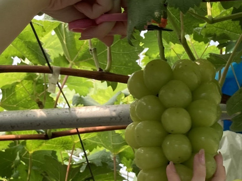 【冷眠】で旬をそのままに！
晴れの国岡山県産
冷凍ぶどう詰め合わせ120g×4Ｐ