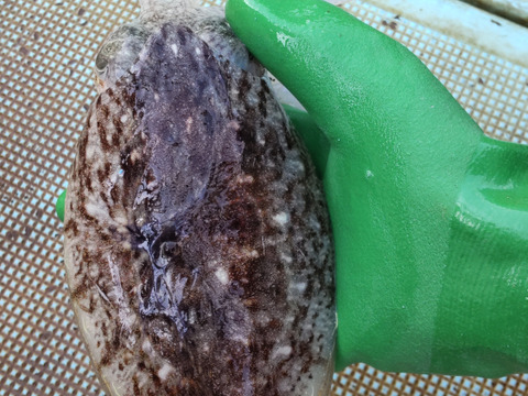 ハリイカ約２㌔（コウイカ）