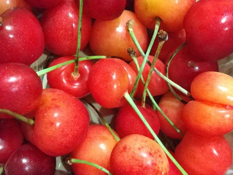 ★朝どり★甘いパリパリ★大粒さくらんぼ★紅秀峰　家庭用　約500g★ご家族で