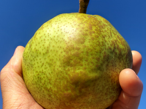 【ラフランス5ｋｇ】お好みの硬さをドンピシャで明示。皮ごと食べられる大玉ラフランス【秀品】