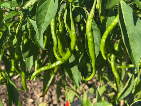 お値段以上に辛っ🔥でもうまっ
🌶️乾燥赤唐辛子🌶20g【岐阜県郡上市産】