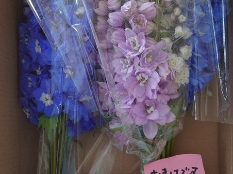 【青い花の代名詞デルフィニウム】エラータム系20本入り