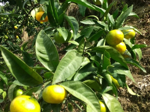 柑橘シーズンのはじまり！【選果落】極早生みかん（10ｋｇ）サンプル糖度8.7～10.4度。見た目の悪いものです。１０月２日収穫