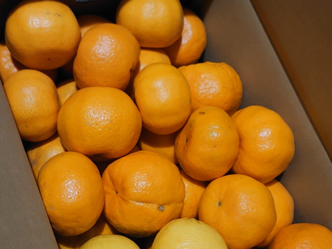 富士山が見える日当たりの畑で育てたポンカン。4ｋｇ+おまけ付