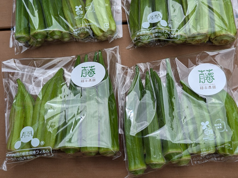 熊本県産　角オクラ,ダビデの星★食べくらべセット（角オクラ24本,ダビデの星8本入り）