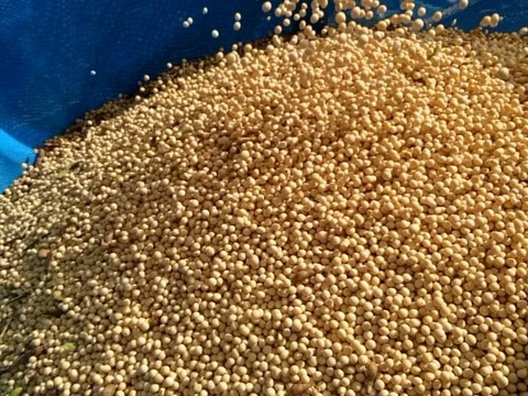 きてらのうまうま大豆-900g-農薬不使用-R7年産