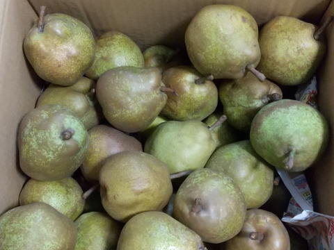 【ミニサイズ】ラフランス　規格外の小玉サイズ！約6kg