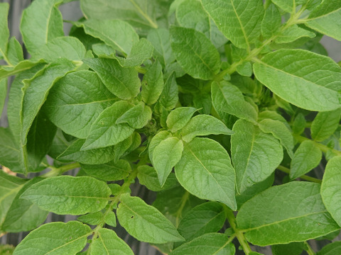 煮崩れしにくいジャガイモ　メークイン　3キロ入り