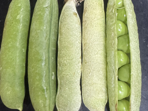 収穫終盤　熟成した莢付きグリーンピース　在庫限り