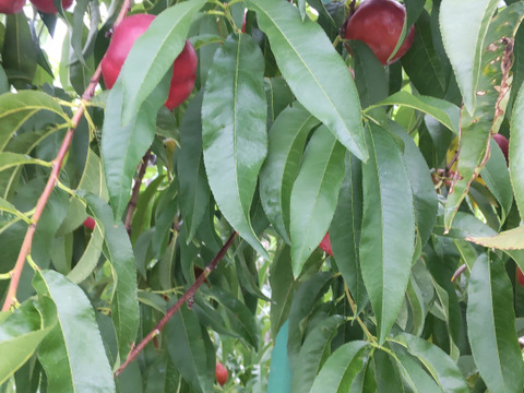 甘酸っぱくてジューシー！ネクタリン『メイグランド』(秀品約2㎏)【お中元対応可】