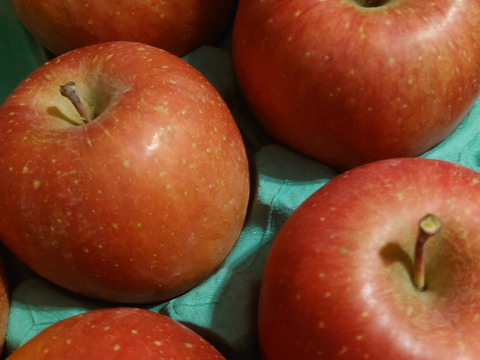 令和7年度産早期予約セール7%OFF大玉から順に発送‼️🍎青森県産完熟葉取らずふじ家庭用キズあり約3kg‼️とことん味にこだわりました😊