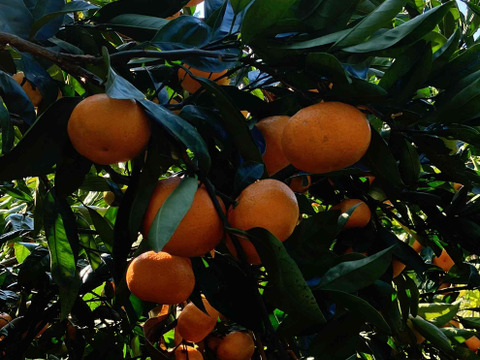 大地の恵みがたっぷり！ほどよい酸味と甘さで生命の息吹を感じる！力強く味の濃い　青島みかん10ｋｇ箱込み　（温州）　S～2Lサイズ　なくなり次第終了！となります！