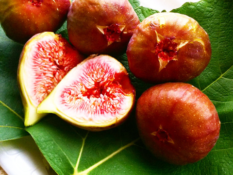 【朝どり】いちじく ホウライシ１キロ