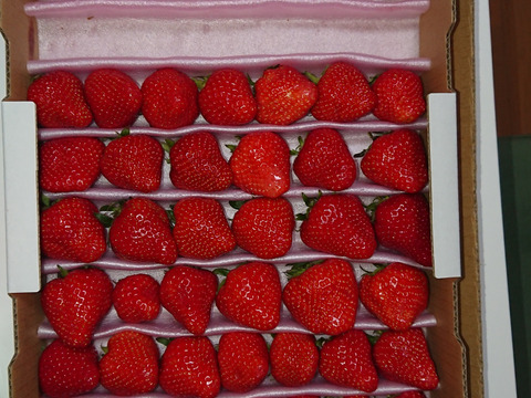 毎年1番人気！【訳ありお買い得！】サイズ、品種お任せ！不揃いイチゴ