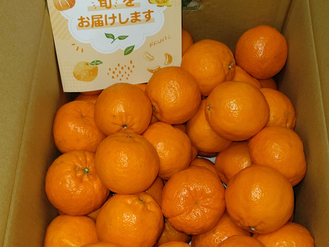 【家庭用】ポンカン 10kg 濃厚な味わい！ 芳醇な香り♫ 愛媛みかん！！