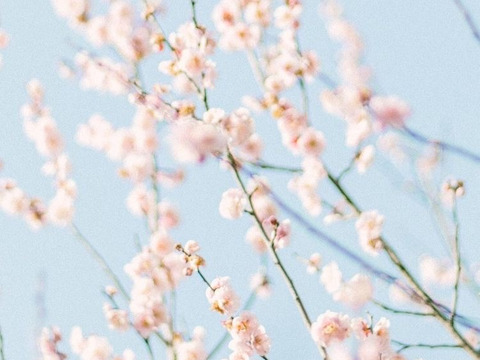 【神奈川県産】透き通る蜜と上品な桜の香り！さくら蜂蜜