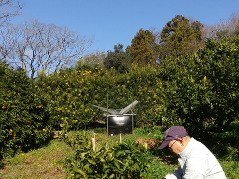 食べごろ！農薬不使用ネーブル