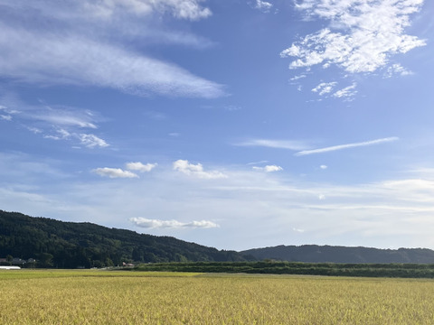 【令和7年新米】特別栽培米ひとめぼれ玄米10キロ