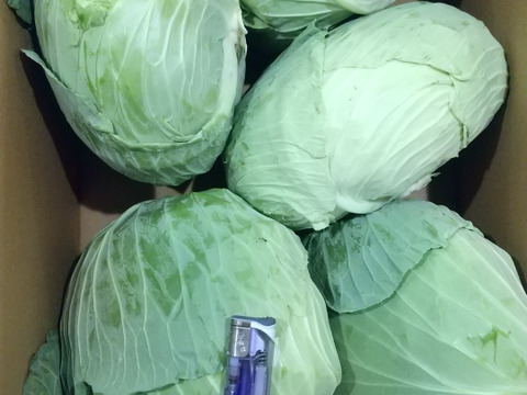 ボリュームたっぷり大玉キャベツ！　５～６玉入り　約１０㎏
