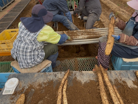 小さな長芋の大きなパワー‼️💪😤【長芋5kg】土付きで長持ち‼️