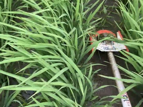 令和6年新米！　希少！　JAS認証有機栽培　玄米雪若丸　10キロ