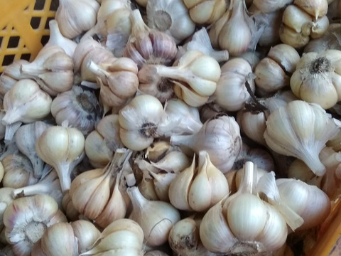 2024年産 自然栽培にんにく 500g 青森県五戸町産 無肥料 農薬類一切不使用 佐々木健康自然農園