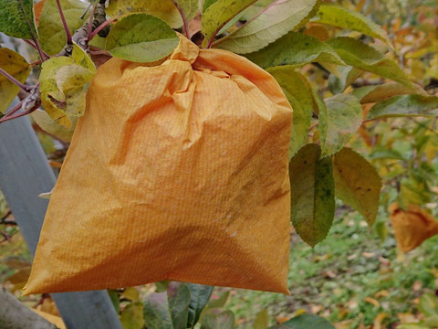 黄色の皇帝！岩手江刺産【小玉：はるか】2㎏