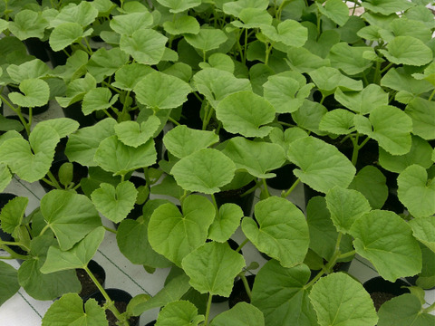 【夏ギフト】甘さスッキリ！ 千葉県富津市産タカミメロン 1.2～1.5kg/個 ×3個入り