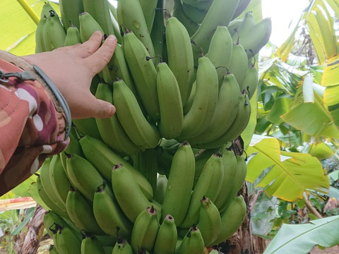 【農薬・化学肥料】国産バナナ!1.1kg+安納芋400g 少しお得な2セット【栽培期間中不使用】