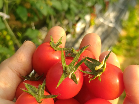 【まるでサクランボ】皮が口に残らない！子どもがパクパク食べる、フルーツのような甘さのミニトマト「まゆか」１.７㎏箱