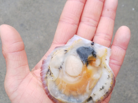 青森県むつ湾産ベビーホタテ