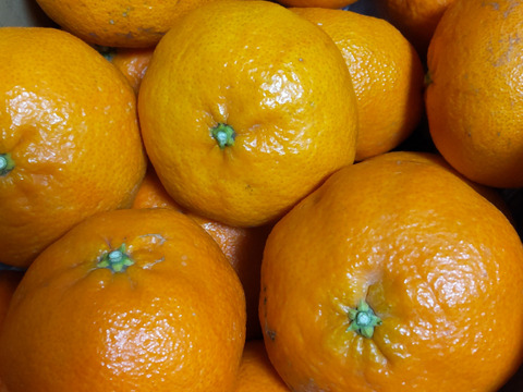 ラスト　甘平　 家庭用Ｂ品　4キロ