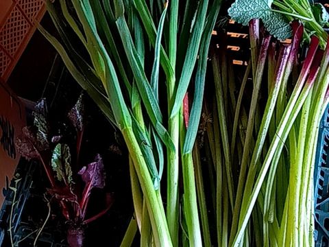 葉ニンニク 自然栽培 自家採種