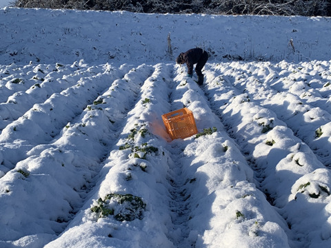 【自然栽培】会津伝統野菜含む5~8品目旬のお野菜セットMサイズ