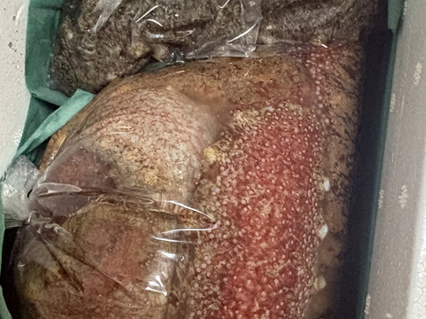 【江田島産】赤ナマコ 1kg