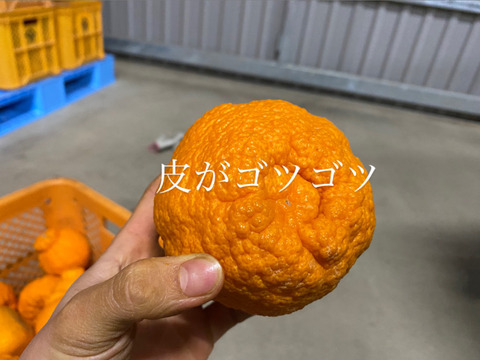 【予約特価】【格安お試し】（家庭用）肥の豊　1.5キロ