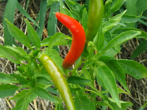 カラッ(｡>﹏<｡)唐辛子　便利な小分けパック🌶️🌶️🌶️❗❗40袋入り🌶️🌶️🌶️ばぁばのモノスゴイ野菜✨✨✨