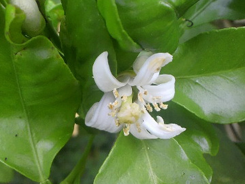 レモン  ベルガモットあわせて１.８ｋｇ入り 【柑橘食べ比べ】